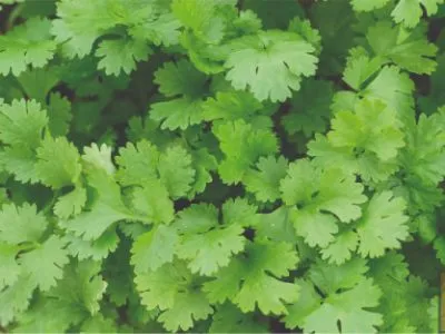 Coriander