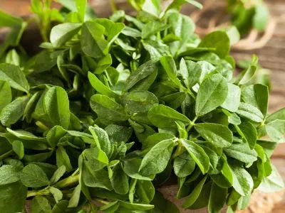 Fenugreek